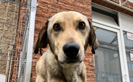 Frohnatur Dexter sucht seine Menschen