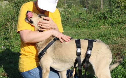 Frohnatur Dexter sucht seine Menschen