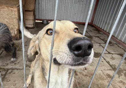 Frohnatur Dexter sucht seine Menschen