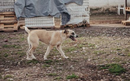 Delia sucht ein Zuhause