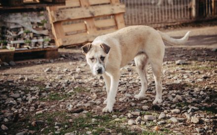 Delia sucht ein Zuhause