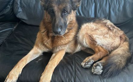 Ricky - Schäferhundfans gesucht