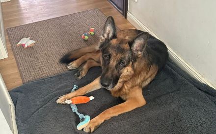 Ricky - Schäferhundfans gesucht