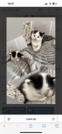 Britisch langhaar kitten