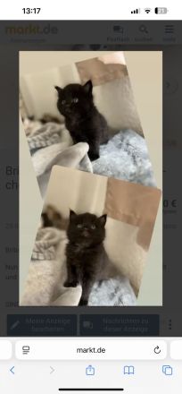 Britisch langhaar kitten