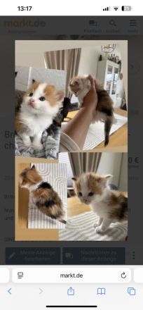 Britisch langhaar kitten