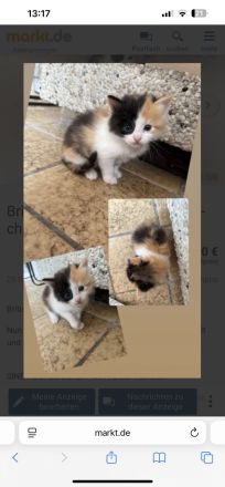 Britisch langhaar kitten