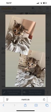 Britisch langhaar kitten