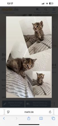 Britisch langhaar kitten