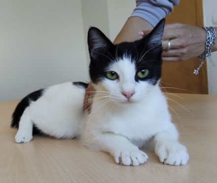 Lica, verspielt und verschmust, wartet auf einen Kuschelplatz