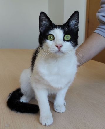 Lica, verspielt und verschmust, wartet auf einen Kuschelplatz