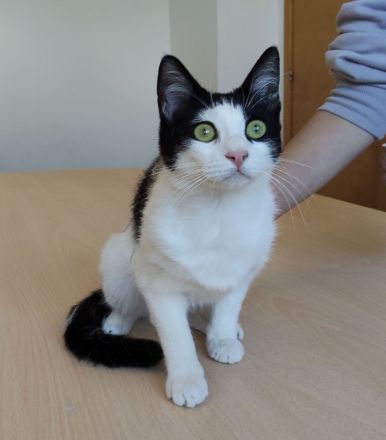 Lica, verspielt und verschmust, wartet auf einen Kuschelplatz