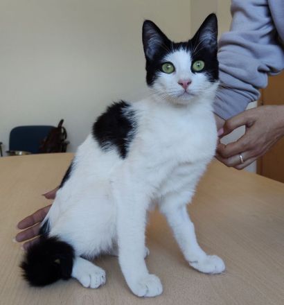 Lica, verspielt und verschmust, wartet auf einen Kuschelplatz