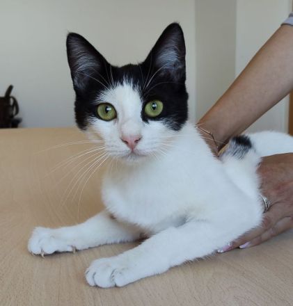 Lica, verspielt und verschmust, wartet auf einen Kuschelplatz