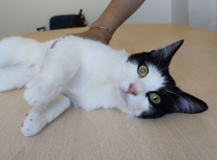 Lica, verspielt und verschmust, wartet auf einen Kuschelplatz