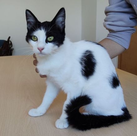 Lica, verspielt und verschmust, wartet auf einen Kuschelplatz