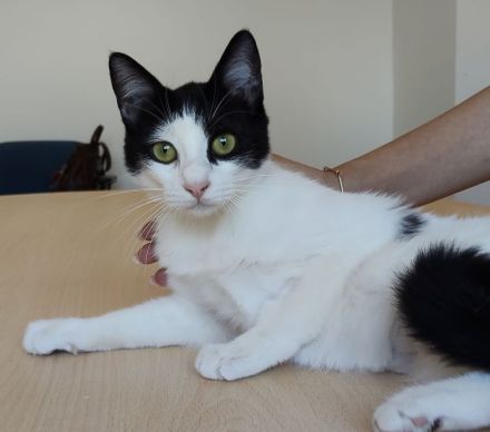 Lica, verspielt und verschmust, wartet auf einen Kuschelplatz