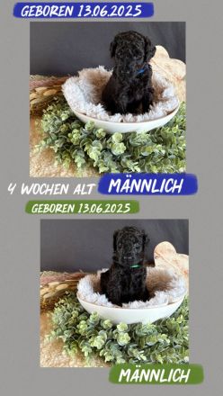Königspudel Welpen
