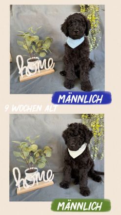 Königspudel Welpen