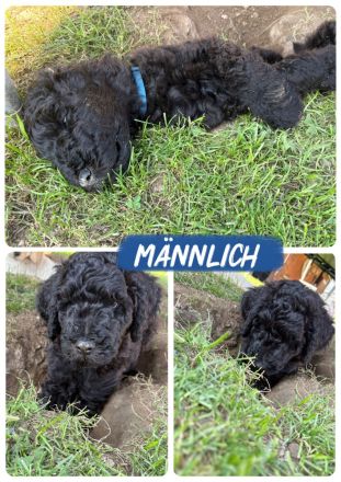 Königspudel Welpen