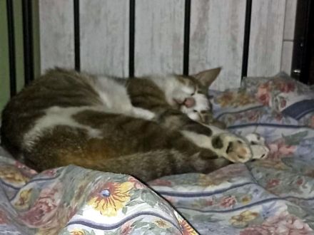 ANDROMACHE - Von der Futterstelle ins Glück?