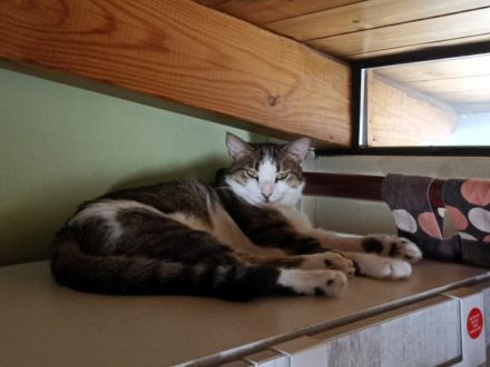 ANDROMACHE - Von der Futterstelle ins Glück?