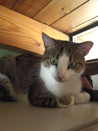 ANDROMACHE - Von der Futterstelle ins Glück?