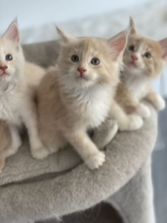 Maine Coon Kitten XXL reinrassig