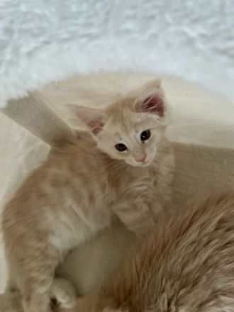 Maine Coon Kitten XXL reinrassig