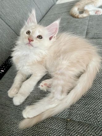 Maine Coon Kitten XXL reinrassig