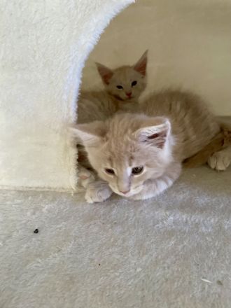 Maine Coon Kitten XXL reinrassig