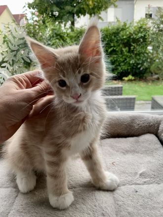Maine Coon Kitten XXL reinrassig