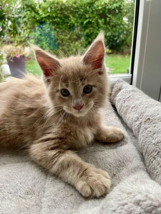 Maine Coon Kitten XXL reinrassig
