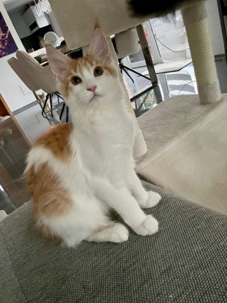 Maine Coon Kitten XXL reinrassig