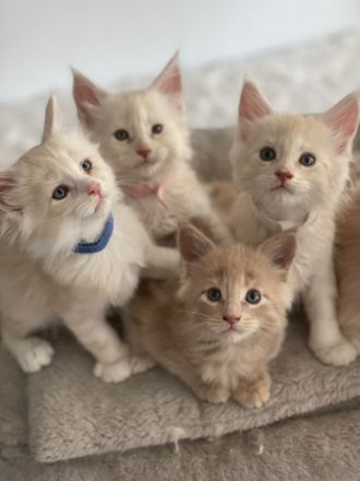 Maine Coon Kitten XXL reinrassig