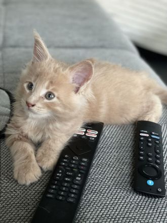 Maine Coon Kitten XXL reinrassig