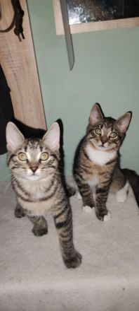 Moine Coon Mix Kitten