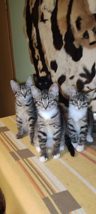 Moine Coon Mix Kitten