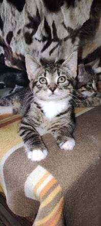 Moine Coon Mix Kitten