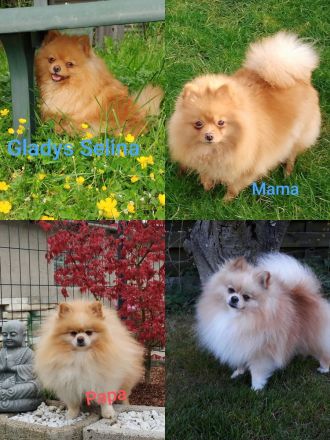 Hündin Zwergspitz Pomeranian Deutscher Spitz aus Hobbyzucht seid 2008