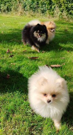 Hündin Zwergspitz Pomeranian Deutscher Spitz aus Hobbyzucht seid 2008