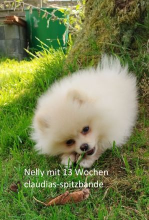 Hündin Zwergspitz Pomeranian Deutscher Spitz aus Hobbyzucht seid 2008