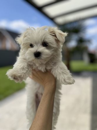 2 Malteser Welpen Männchen