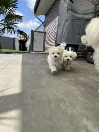 2 Malteser Welpen Männchen