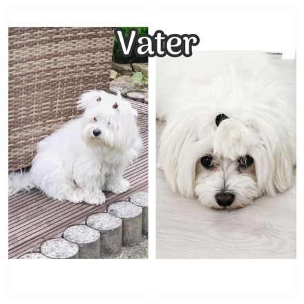 2 Malteser Welpen Männchen