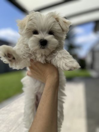 2 Malteser Welpen Männchen