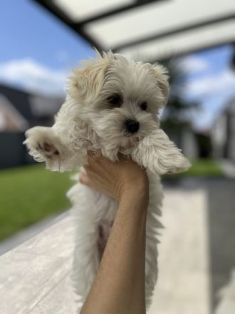 2 Malteser Welpen Männchen