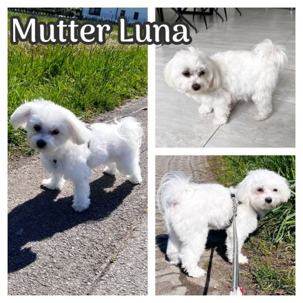 2 Malteser Welpen Männchen