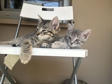 BKH und EKH Kitten