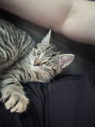 BKH und EKH Kitten
